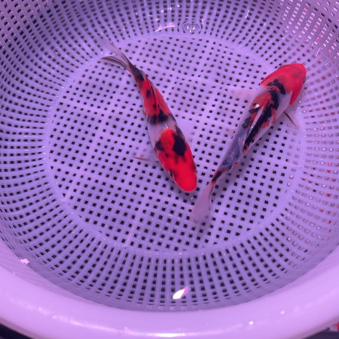 锦鲤锦鲤观赏鱼8888