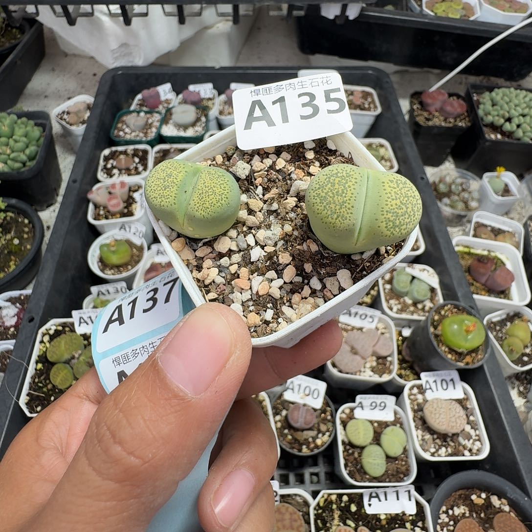 135多肉植物多肉植物