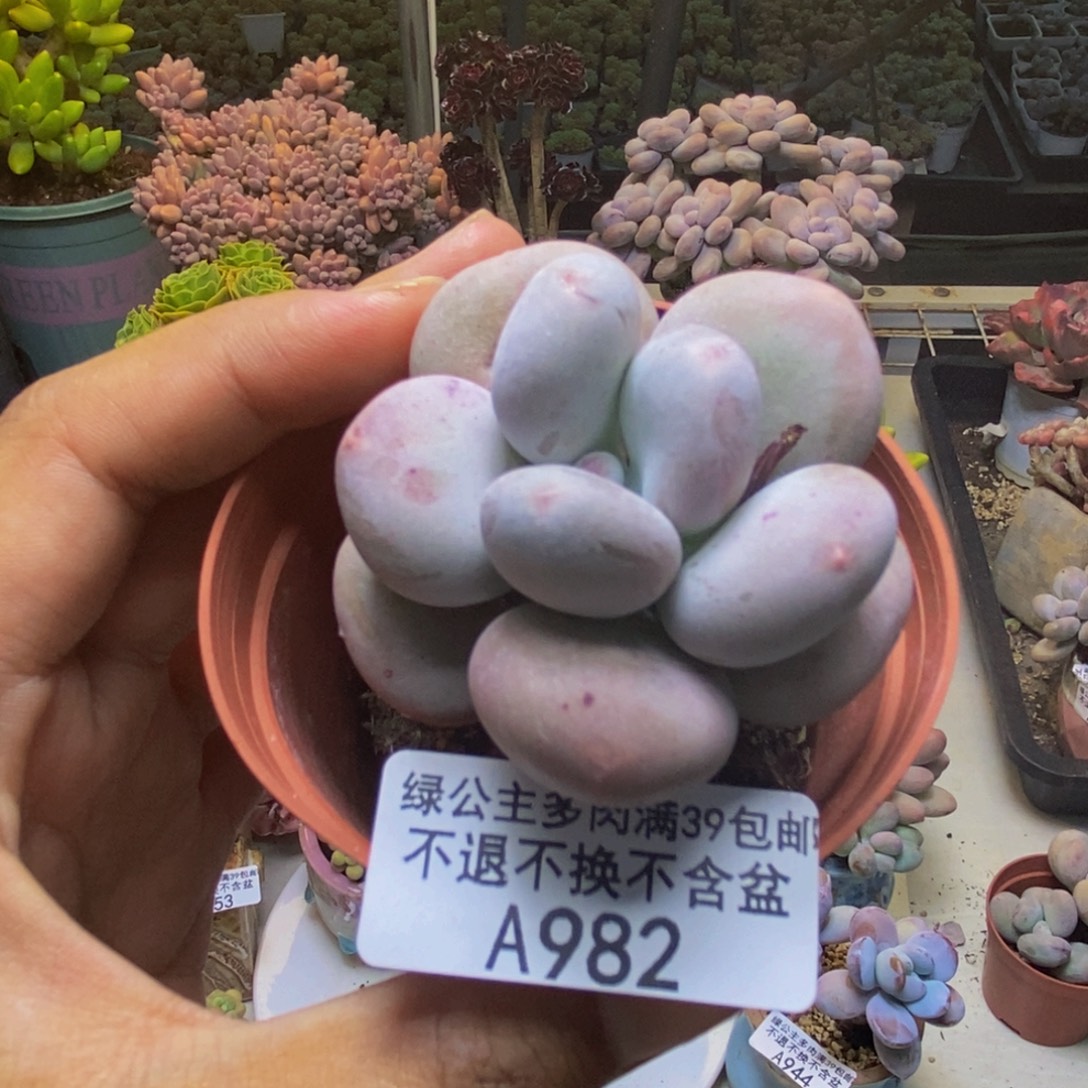 982大叶奶多肉5cm