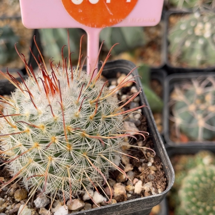 C***蓉实生秀明玉一棵3074