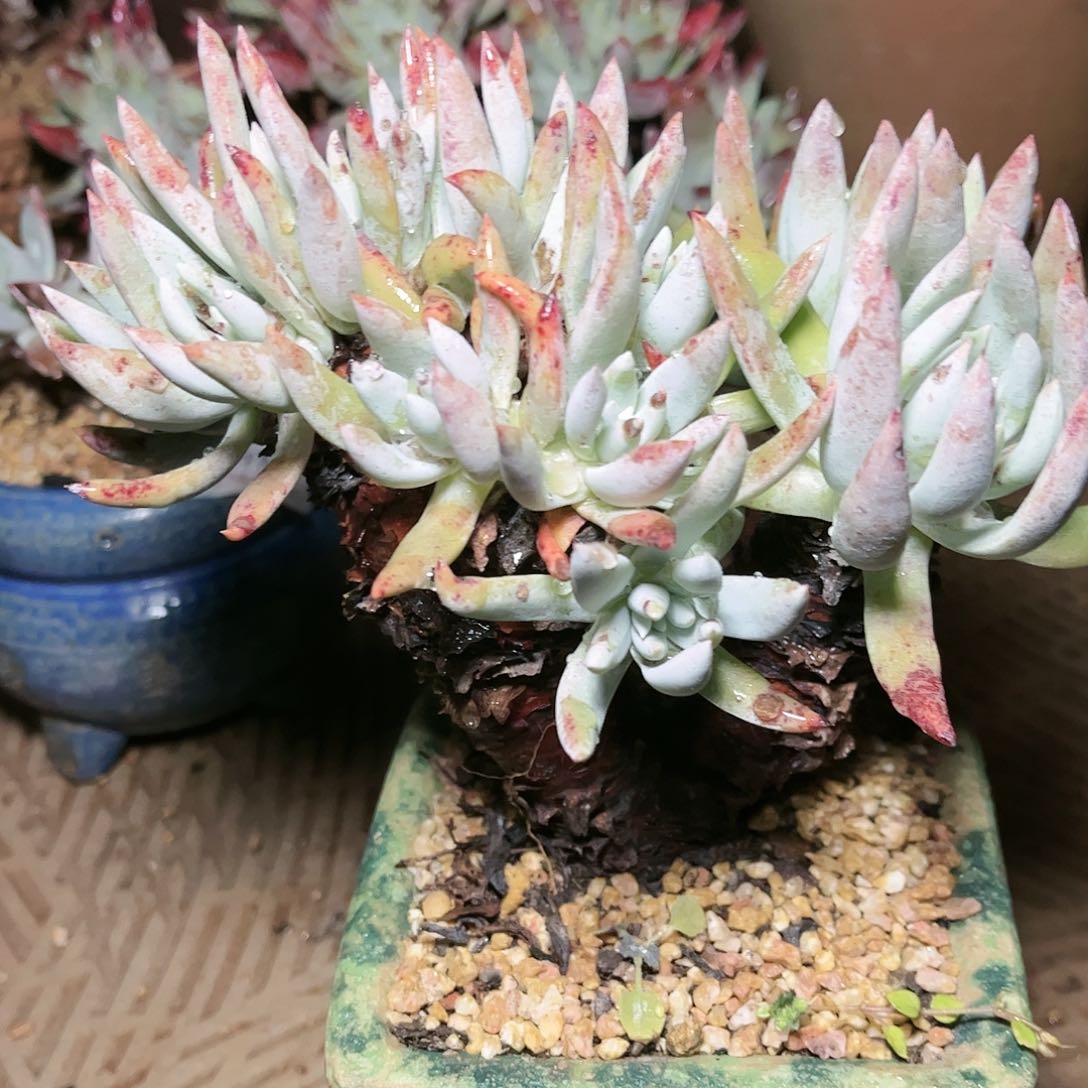 9569文森特仙女杯多肉