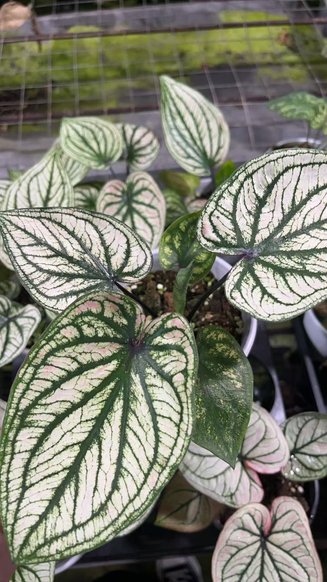 （绿精灵）两单包邮，四单升级青山盆