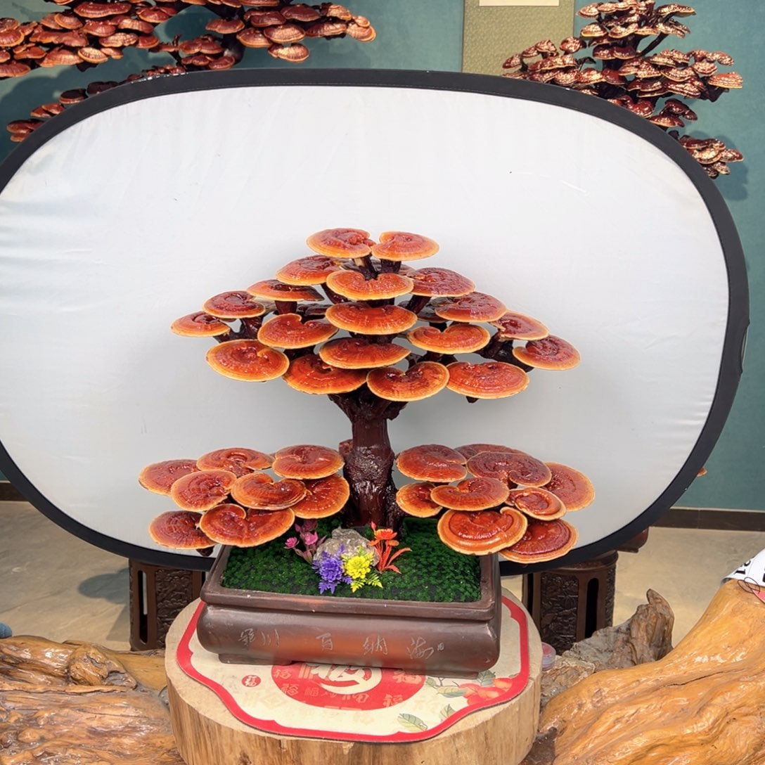 无花朵86888888888