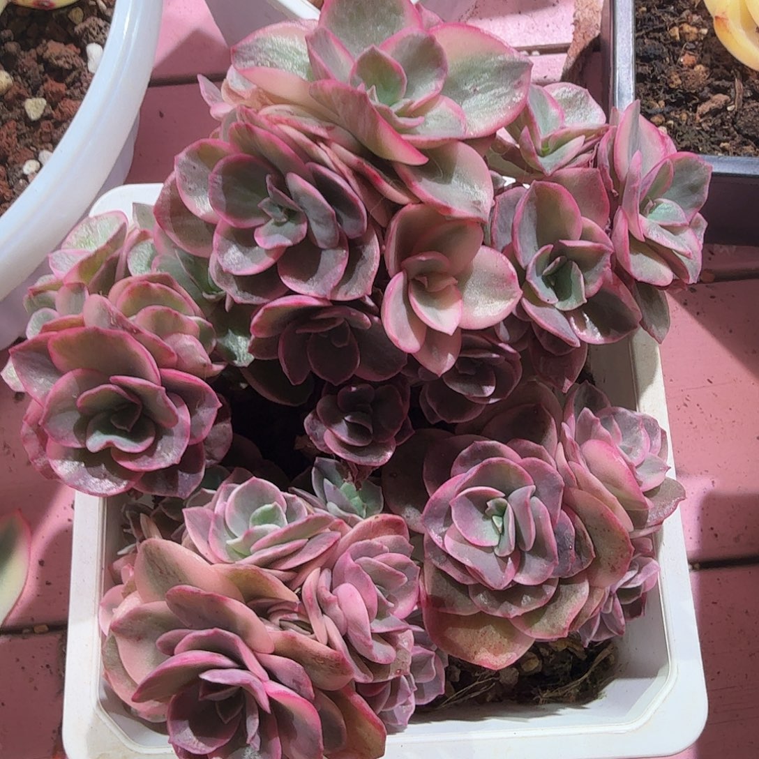秀妍锦群。多肉植物。