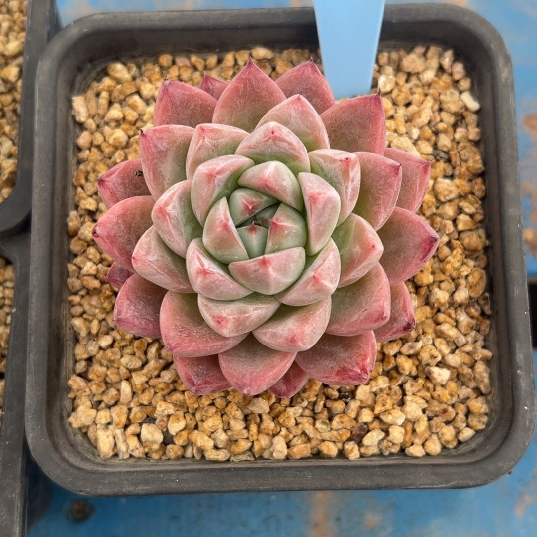 从**来350126-18冰佳人