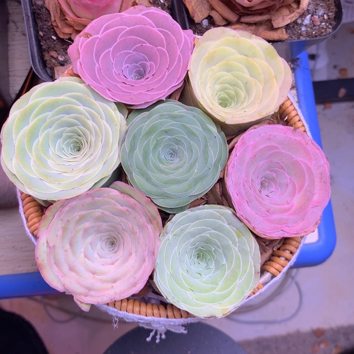 一物一拍花篮福利005