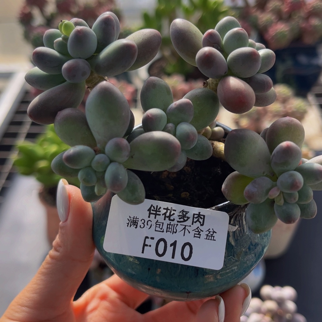 010-苹果奶多肉8cm