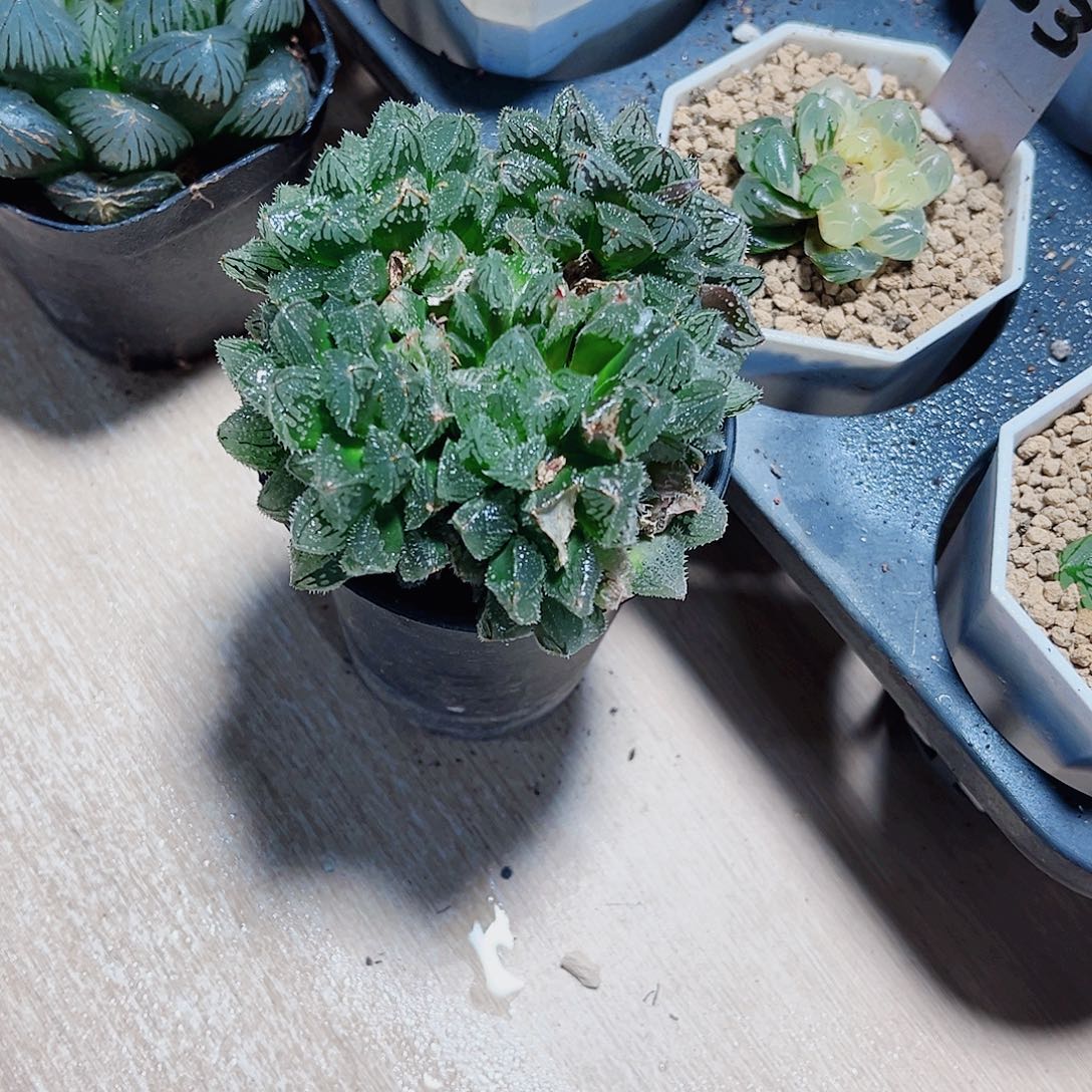 多头群生魔刺寿系列