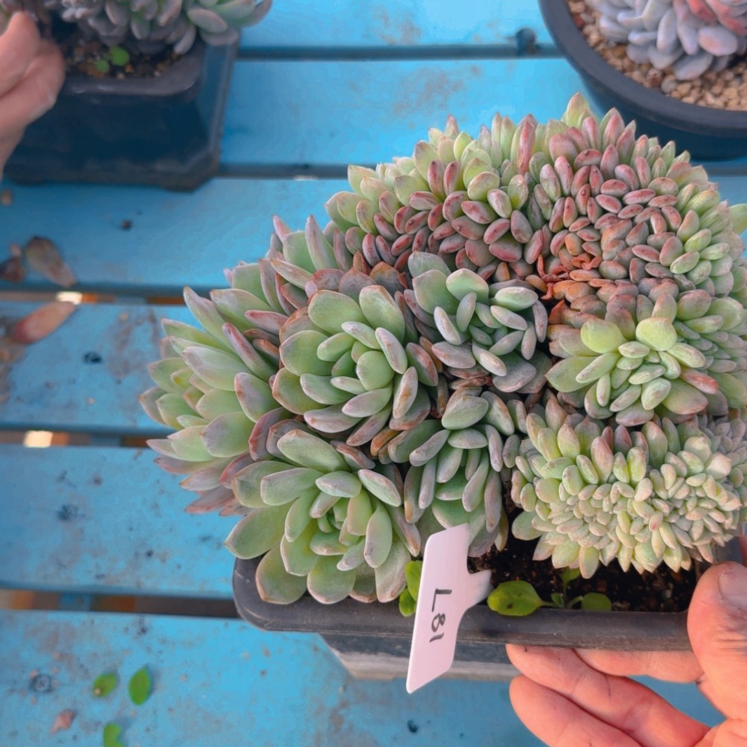 187号多肉11111111111111