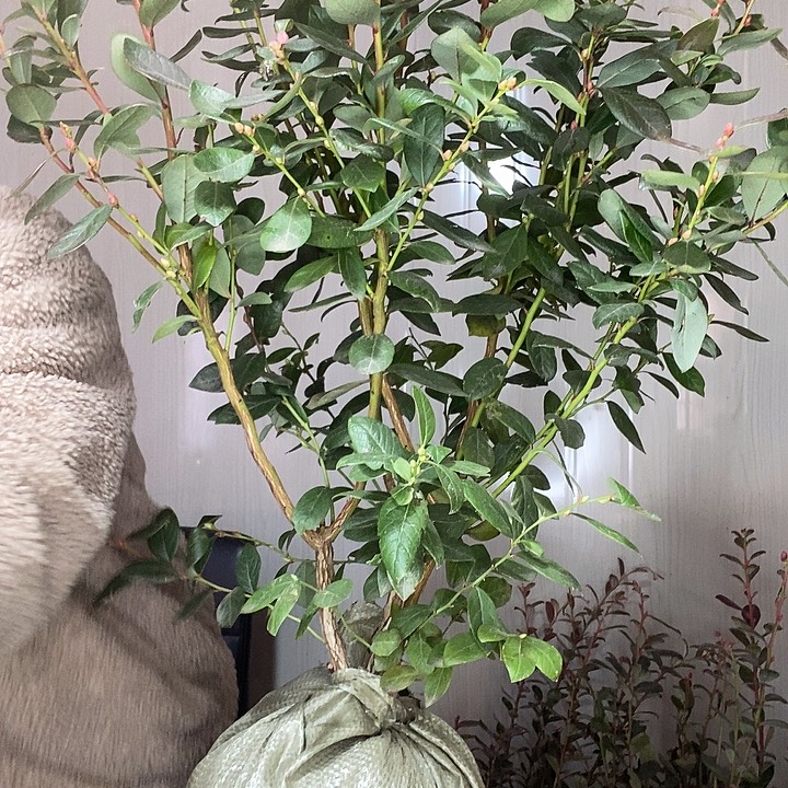 完全开放蓝莓苗大走啊