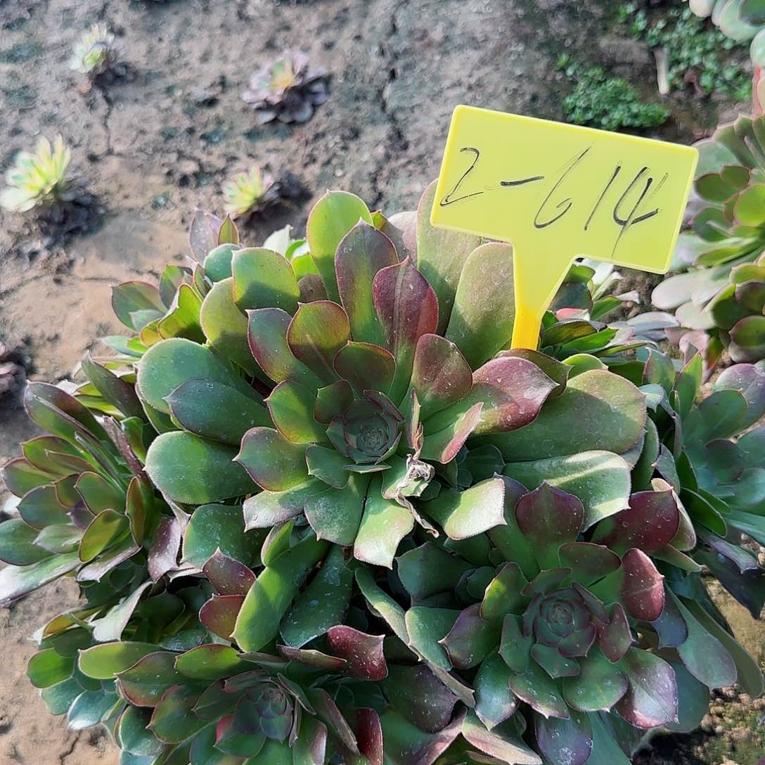 无*谓2-614+--多头多肉植物