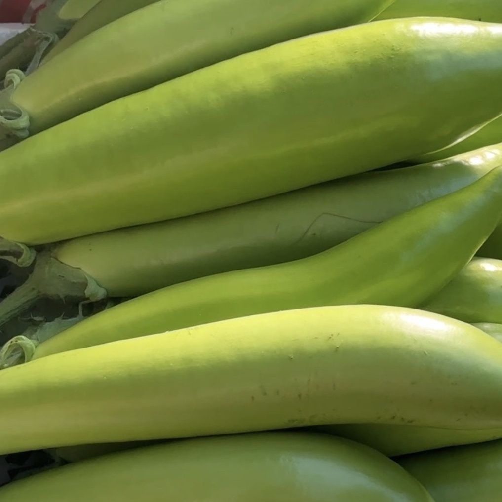 新鲜永新露天绿茄子农家自种现摘现发