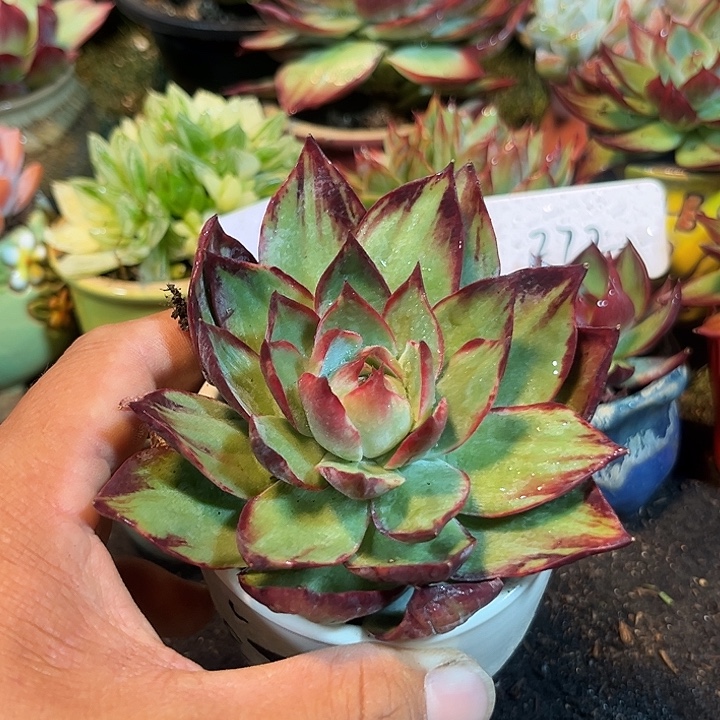 惊鸿一物一拍包装收缩花旱892