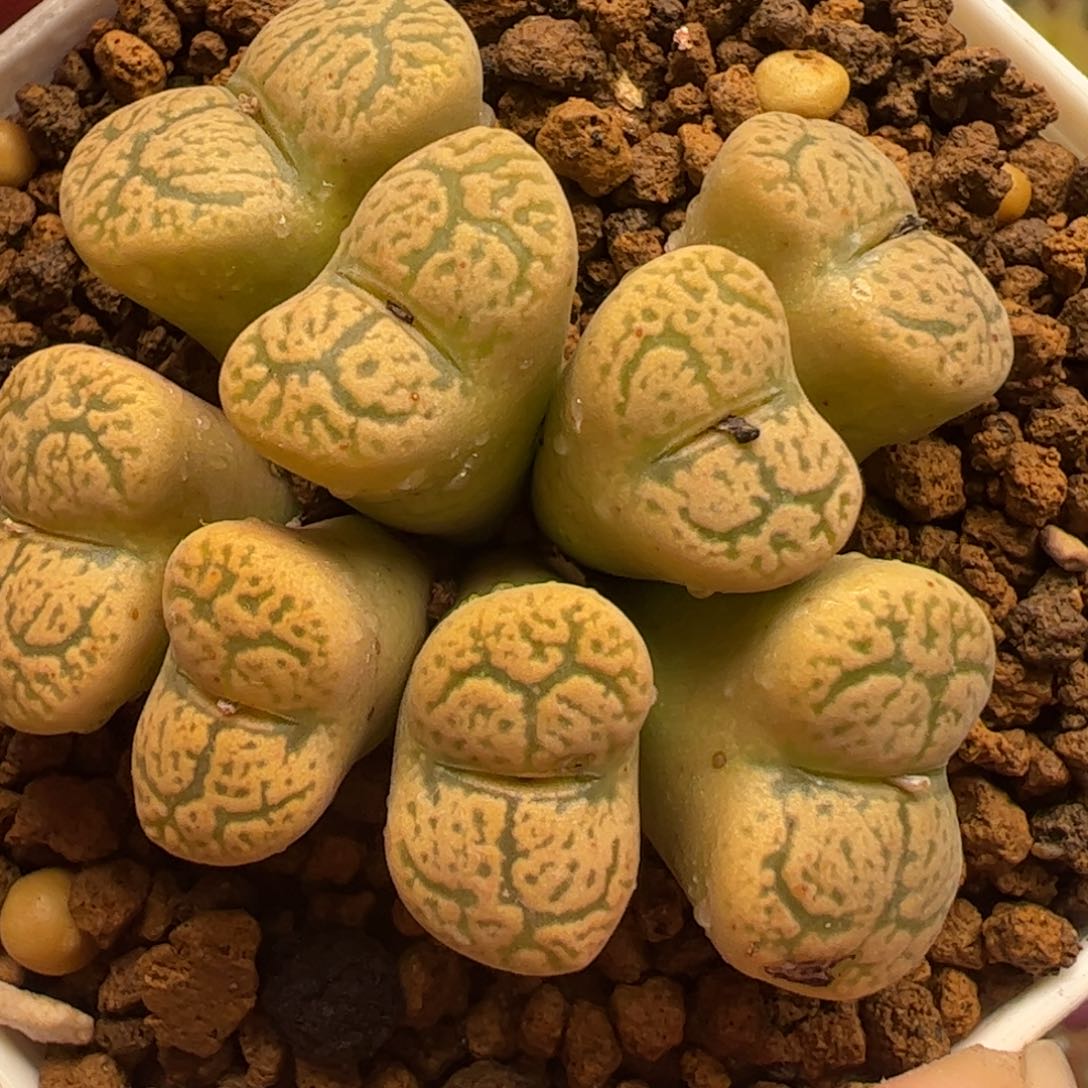 猴脸勋章多肉植物百科