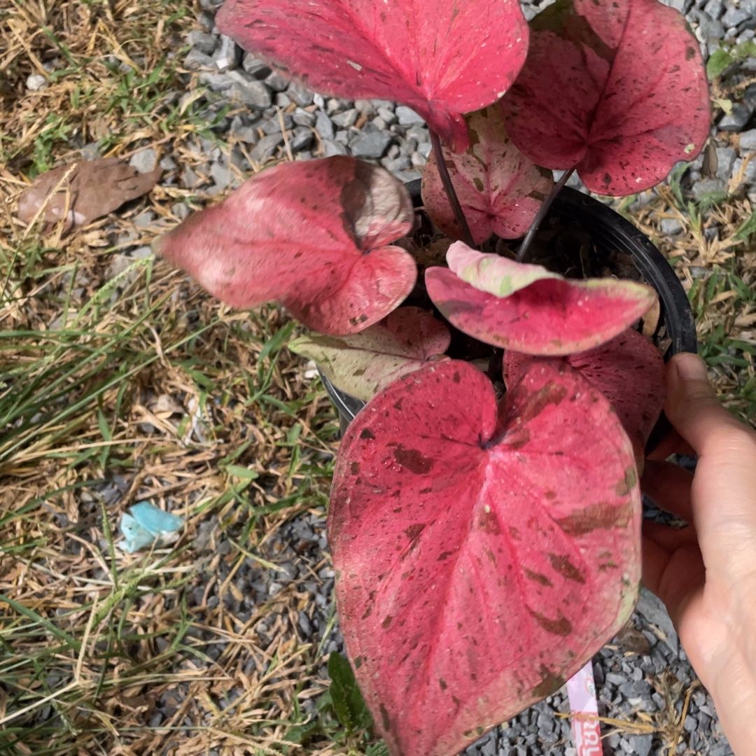 无花朵D317新品种子