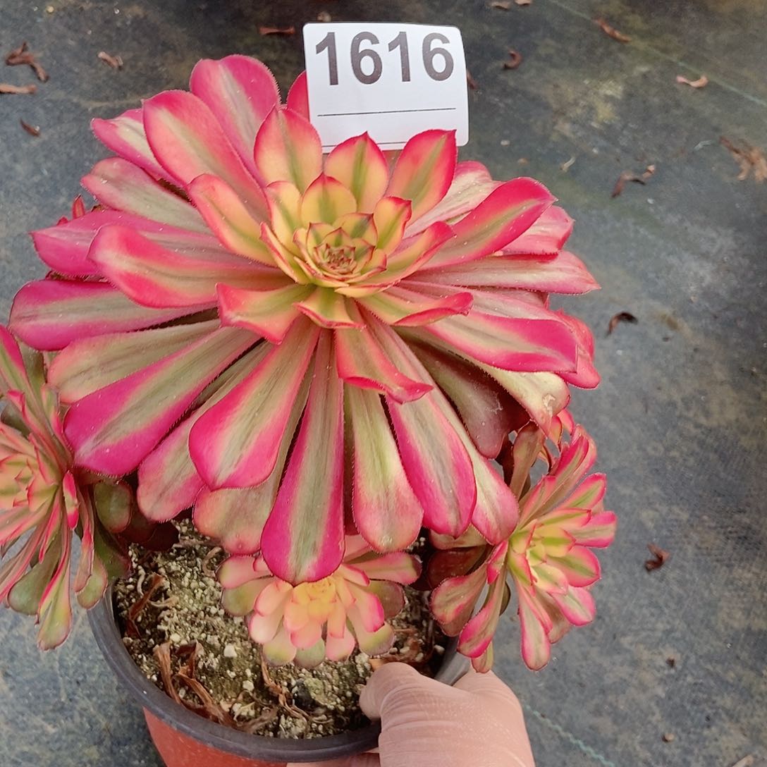 红陶1616月蝉3duorou