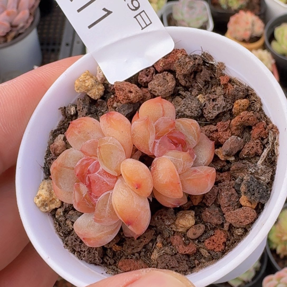 红色恋人双头一颗