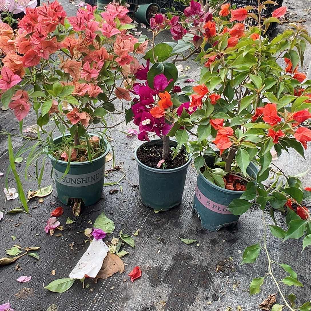 大部分花苞少量开放酒红，黑暗行者，红桑巴组合