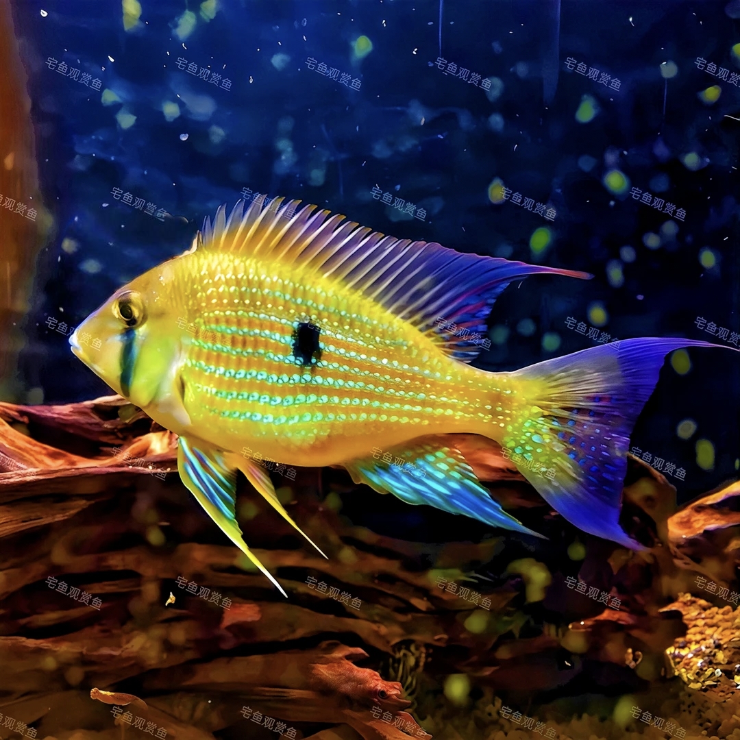 苏里南泪眼关刀稀有南美鱼温顺食土鲷鱼小型热带鱼热带鱼观赏鱼