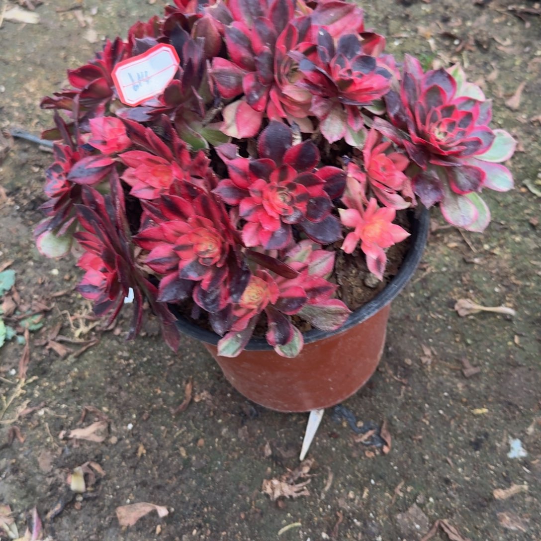 614黑魔锦 多肉植物