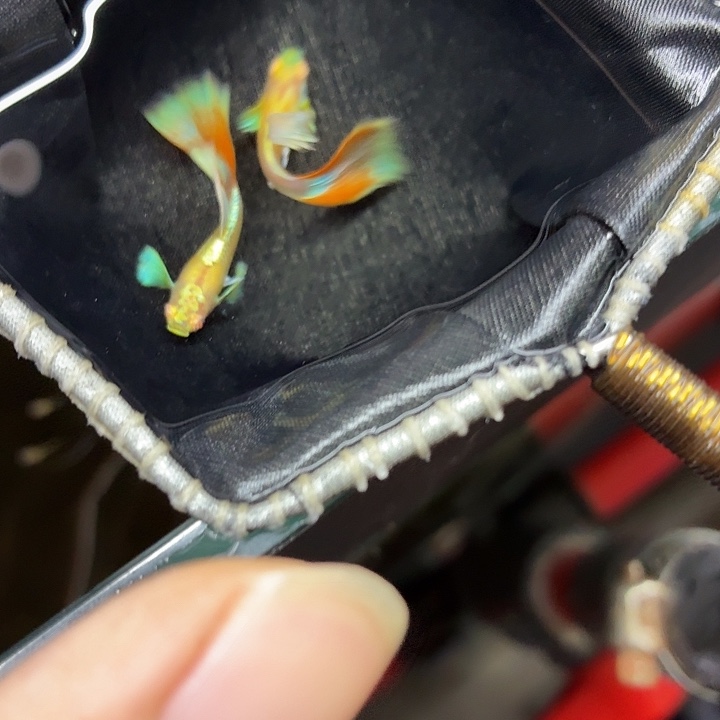 孔雀鱼火烧云飞船两对