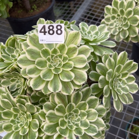 488碧浪25厘米左右