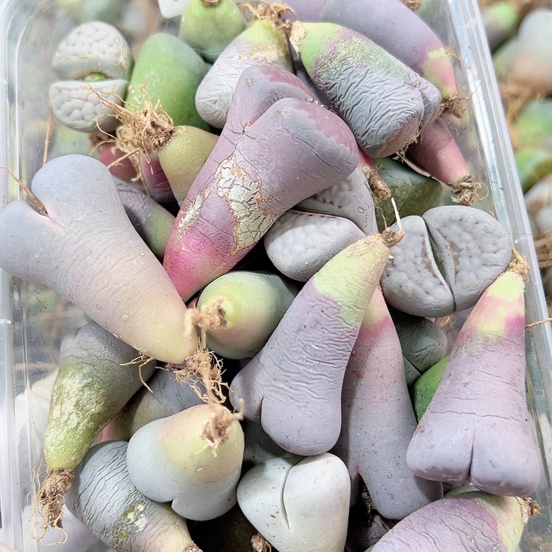 8422五年生石花大母本混合60个有瑕疵如图特价