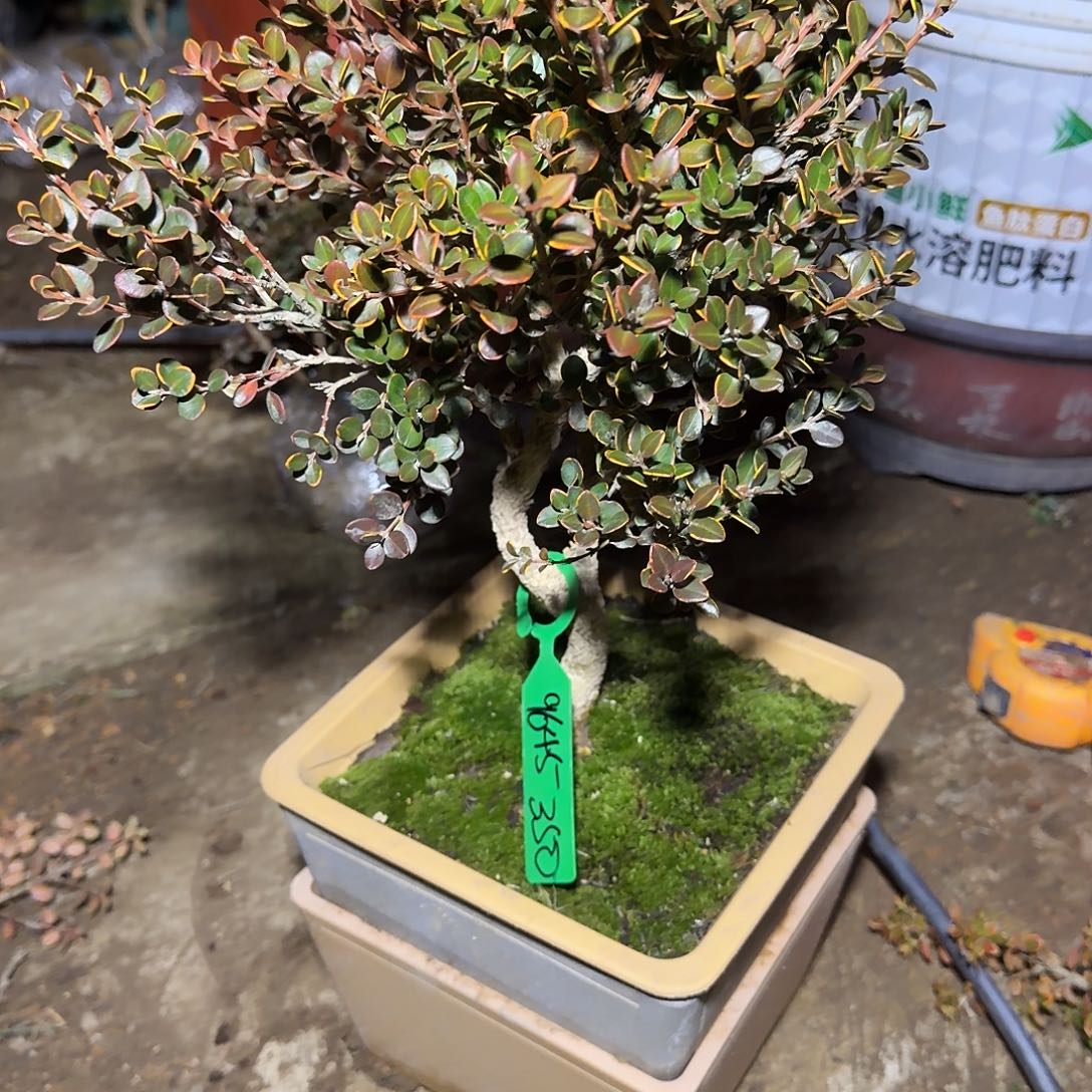 无花朵安徽珍珠黄杨350