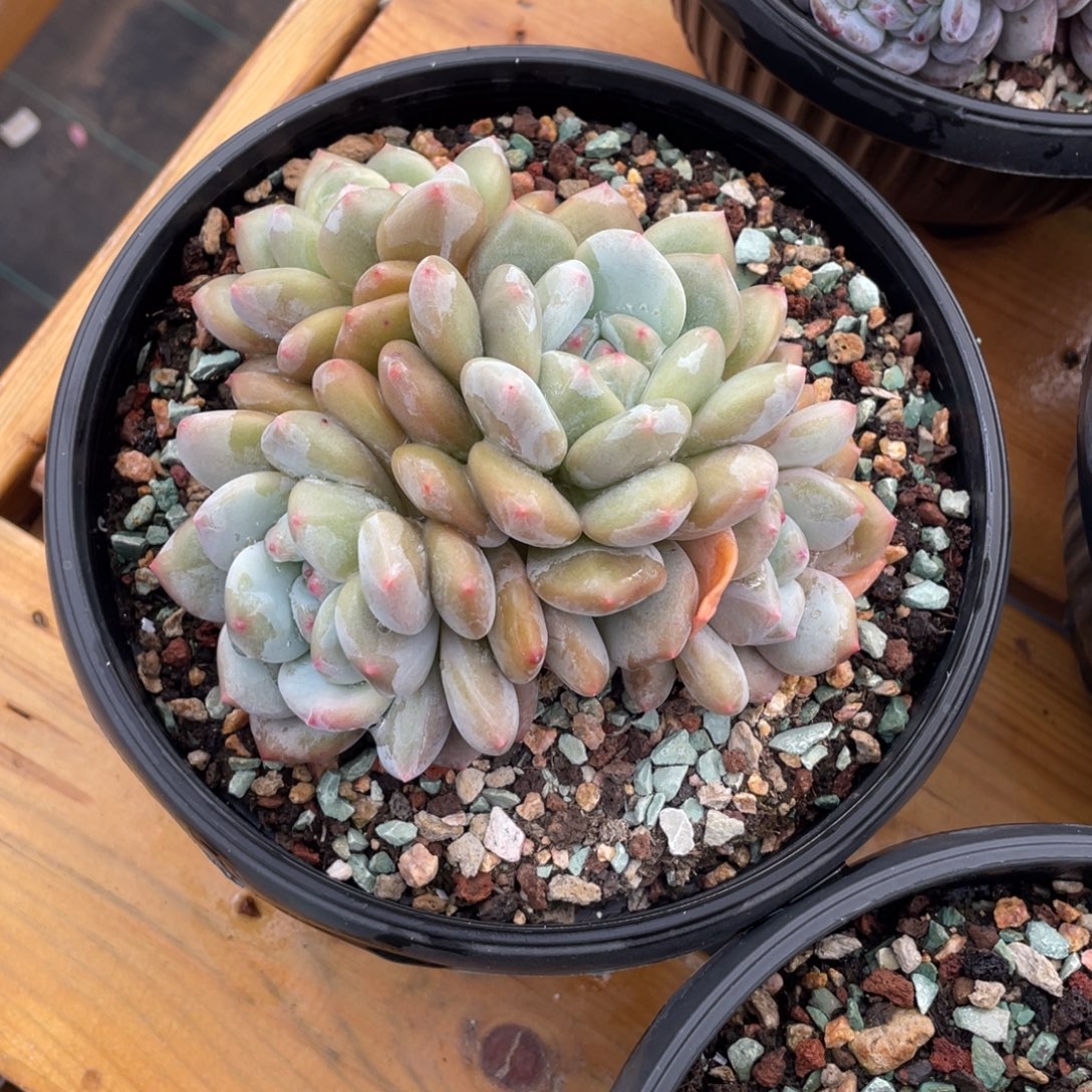 0103-17-香橙。。。。。。。。