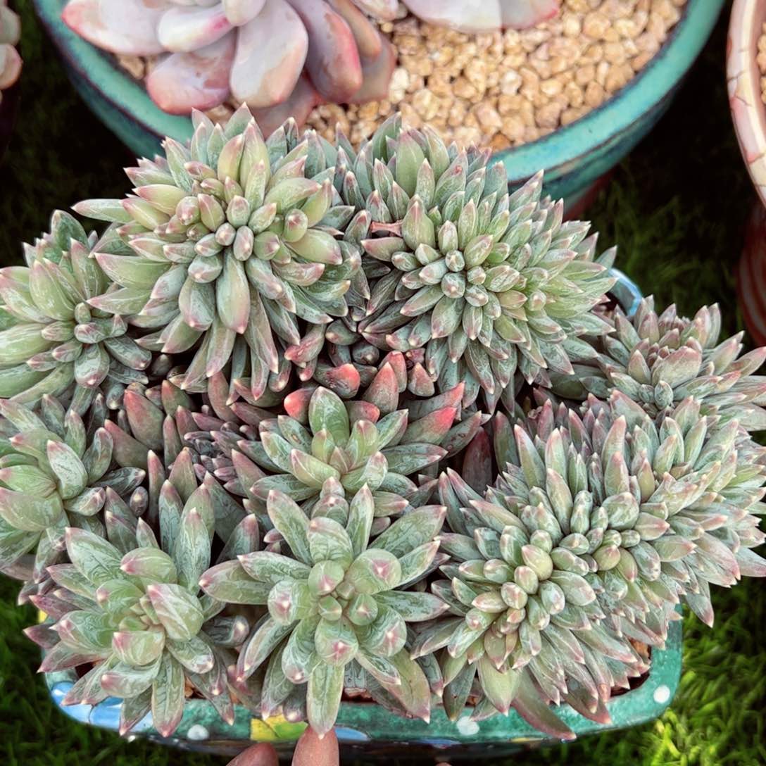 炫彩星缀化发货的