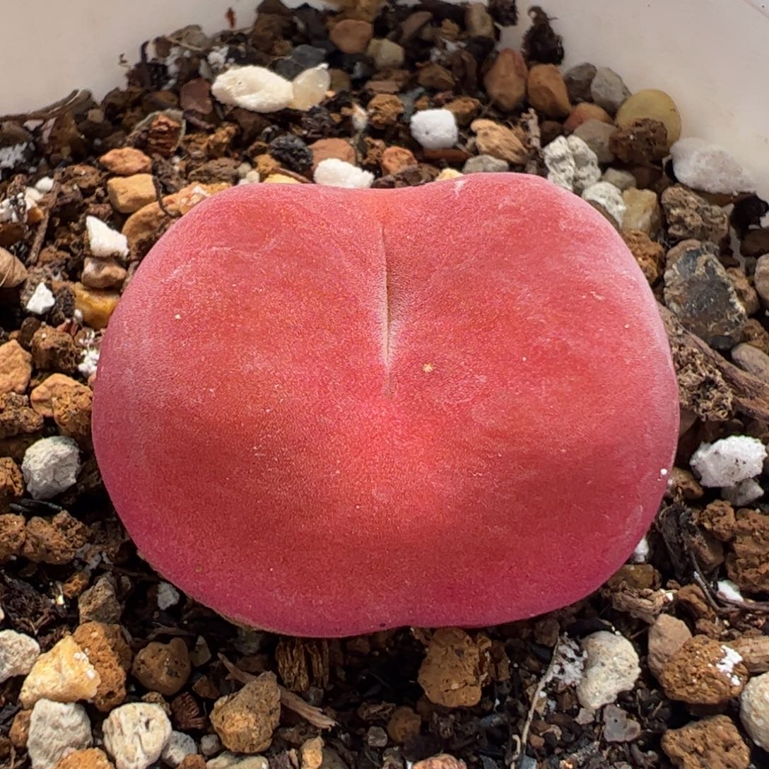 S****?0336多肉植物百科