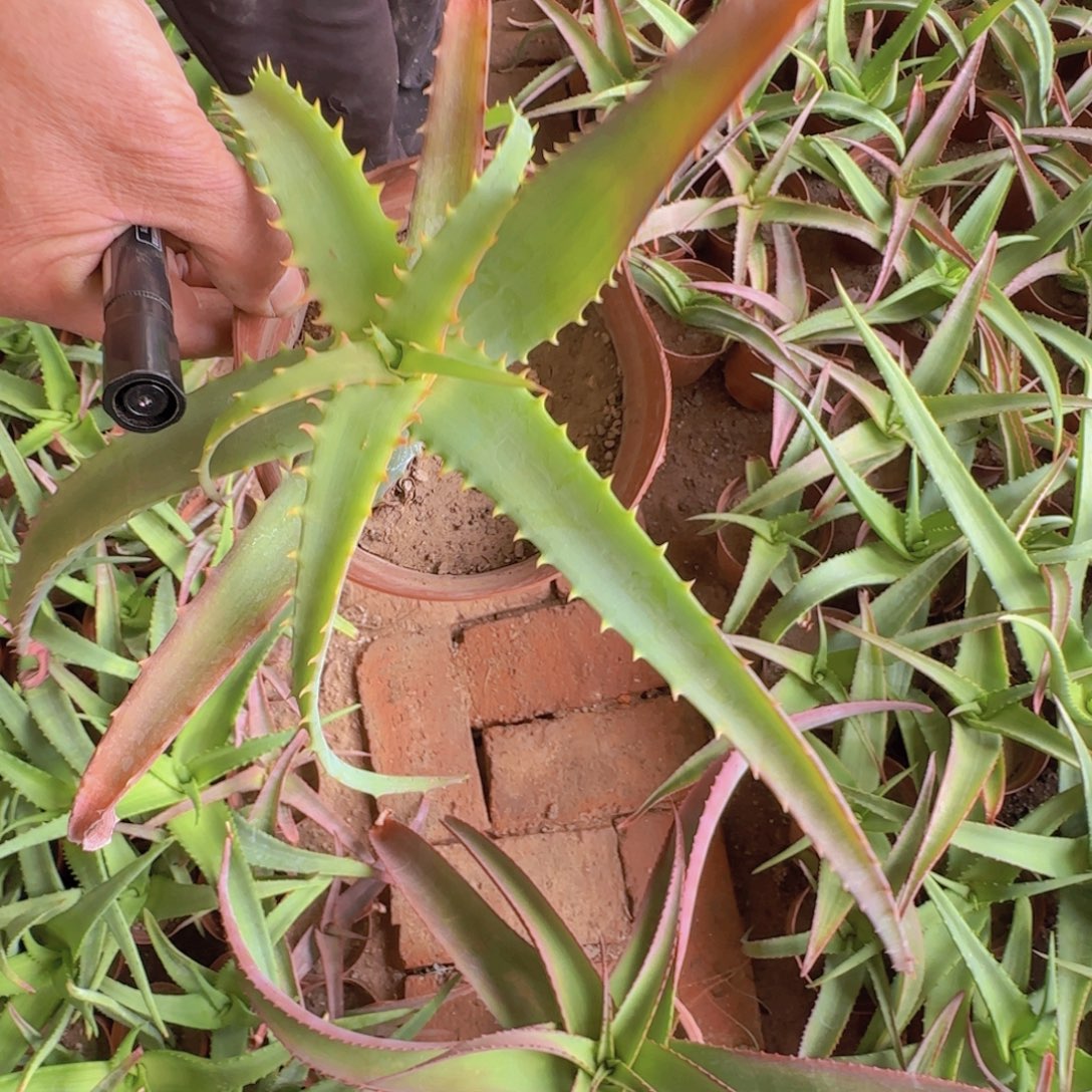 用***月块根植物块根植物