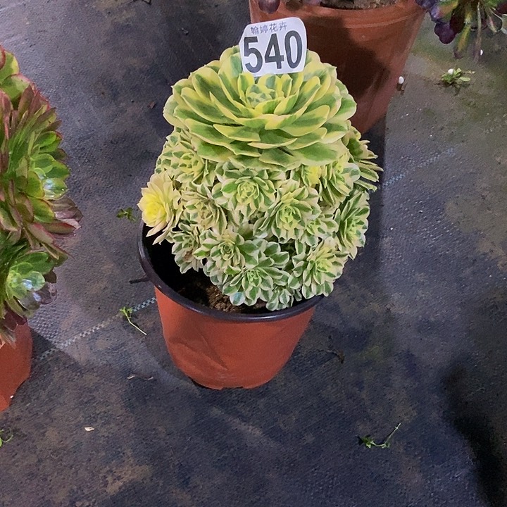 000000000000540迈巴赫