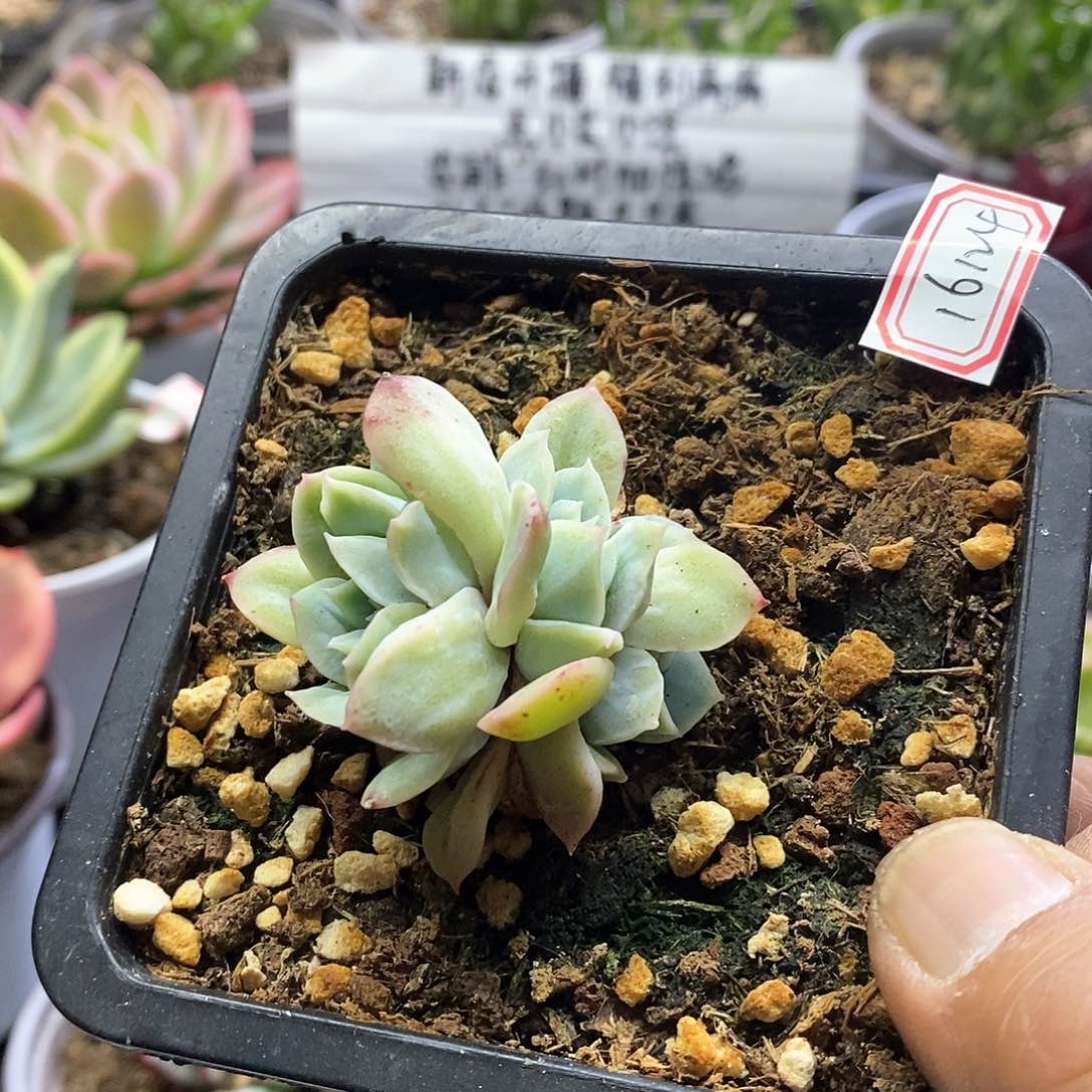 16124泡泡纱裙3头多肉