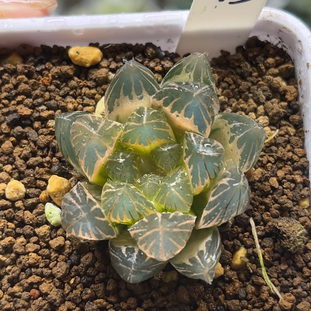 43糊斑龙爪玉露锦福利专场