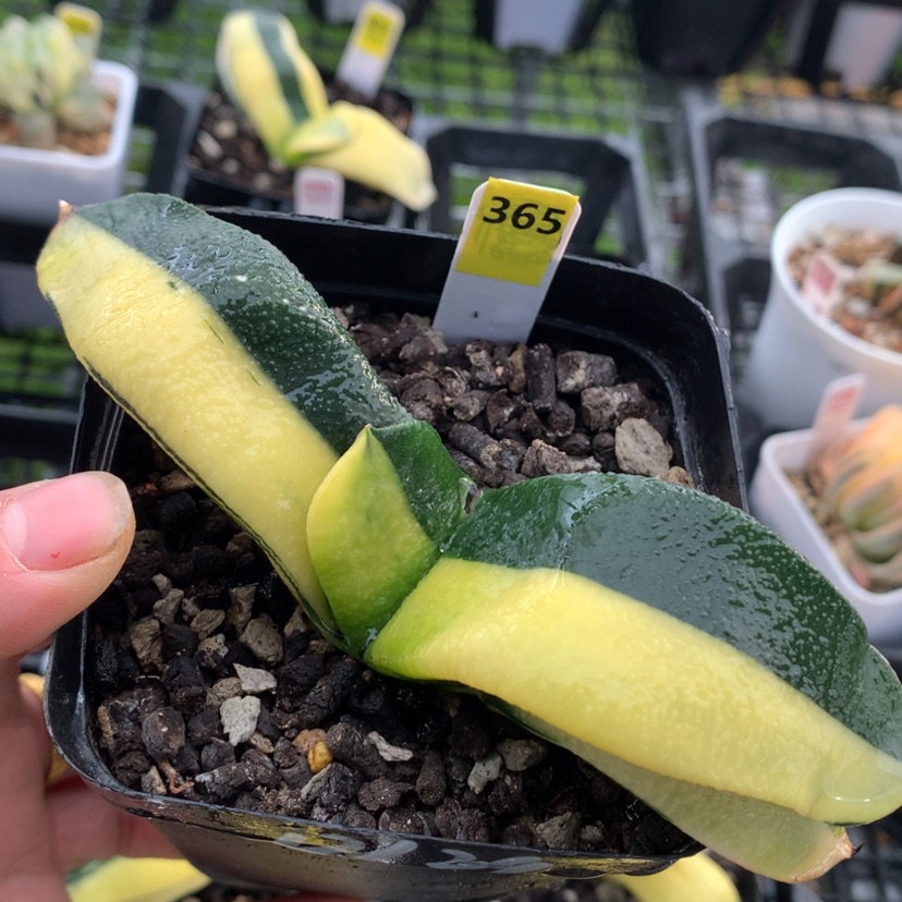 【闪购商品】365蜗牛