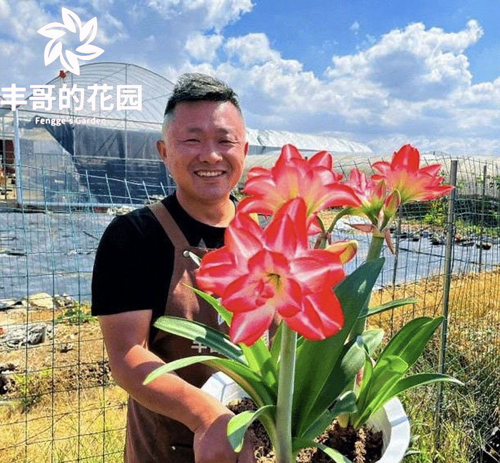 自然球《花孔雀裸球发货直径7+》1颗重瓣朱顶红自然球