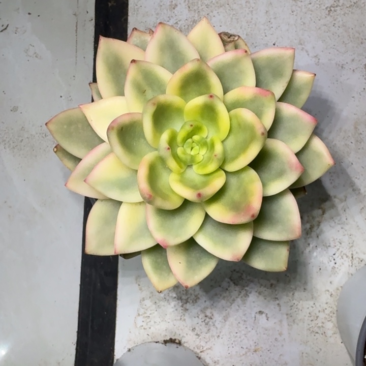 祝枝松 锦 一物一拍