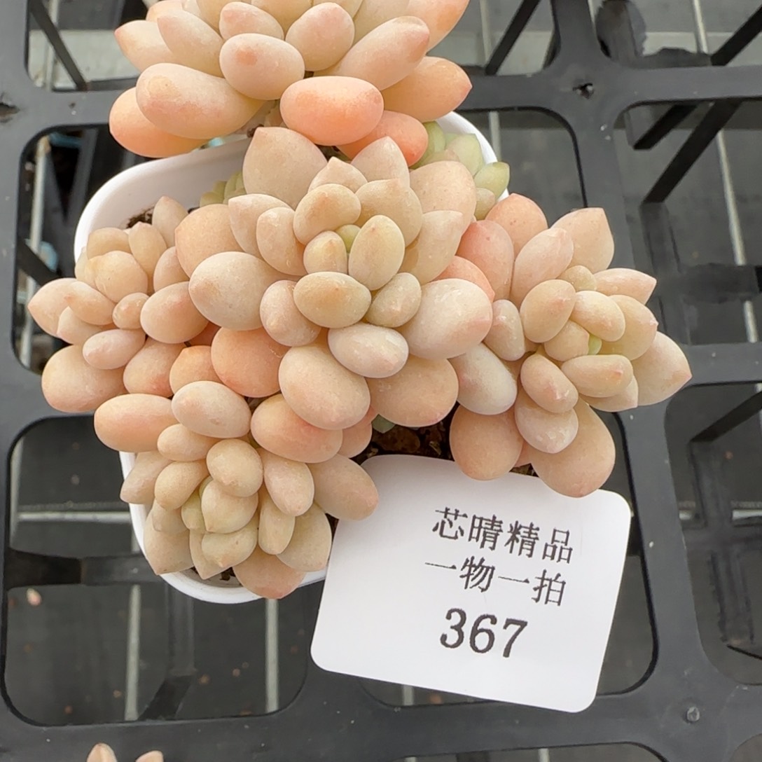 巧***财闪购精品多肉367号