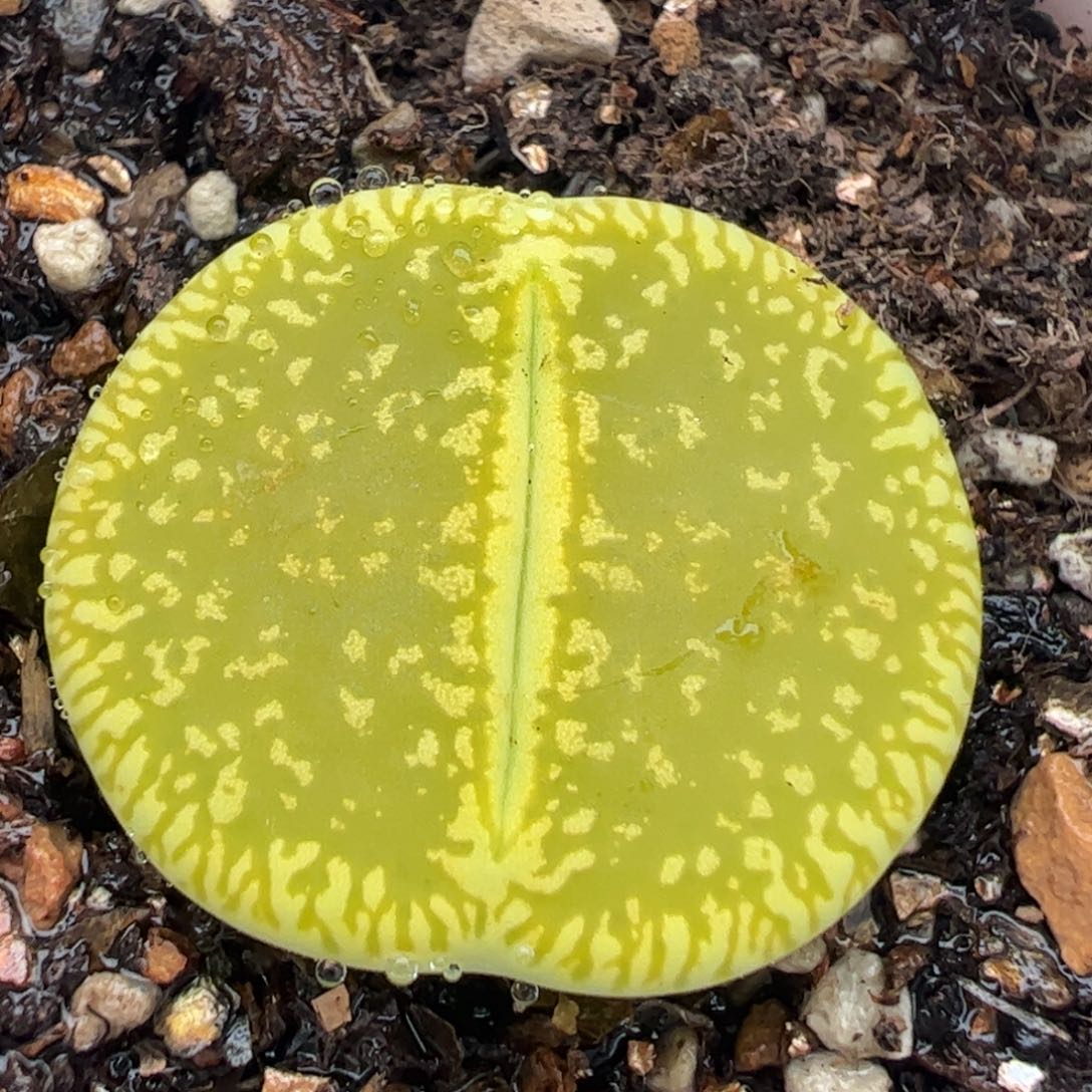 绿光阳多肉植物百科