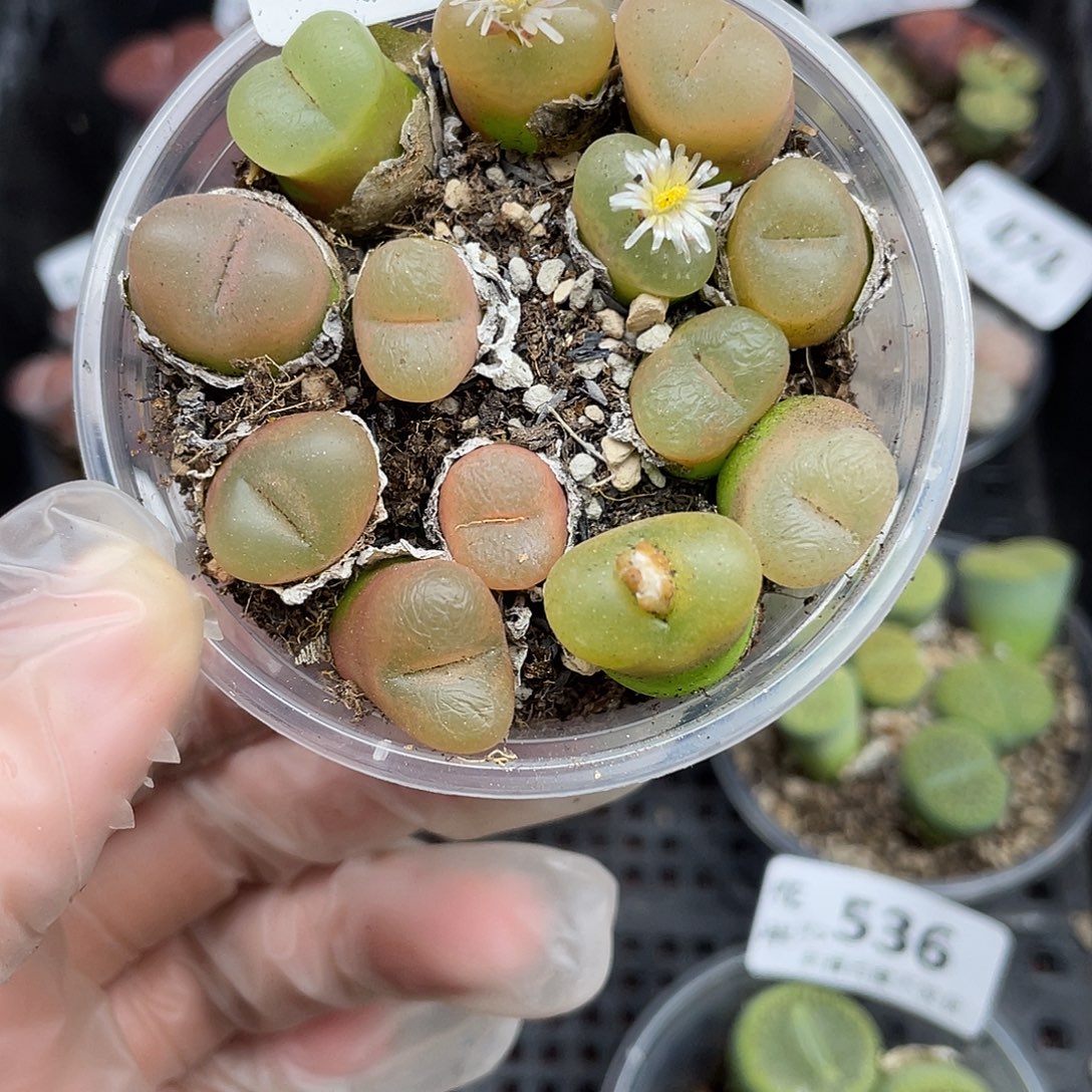 6100000花花花花花花
