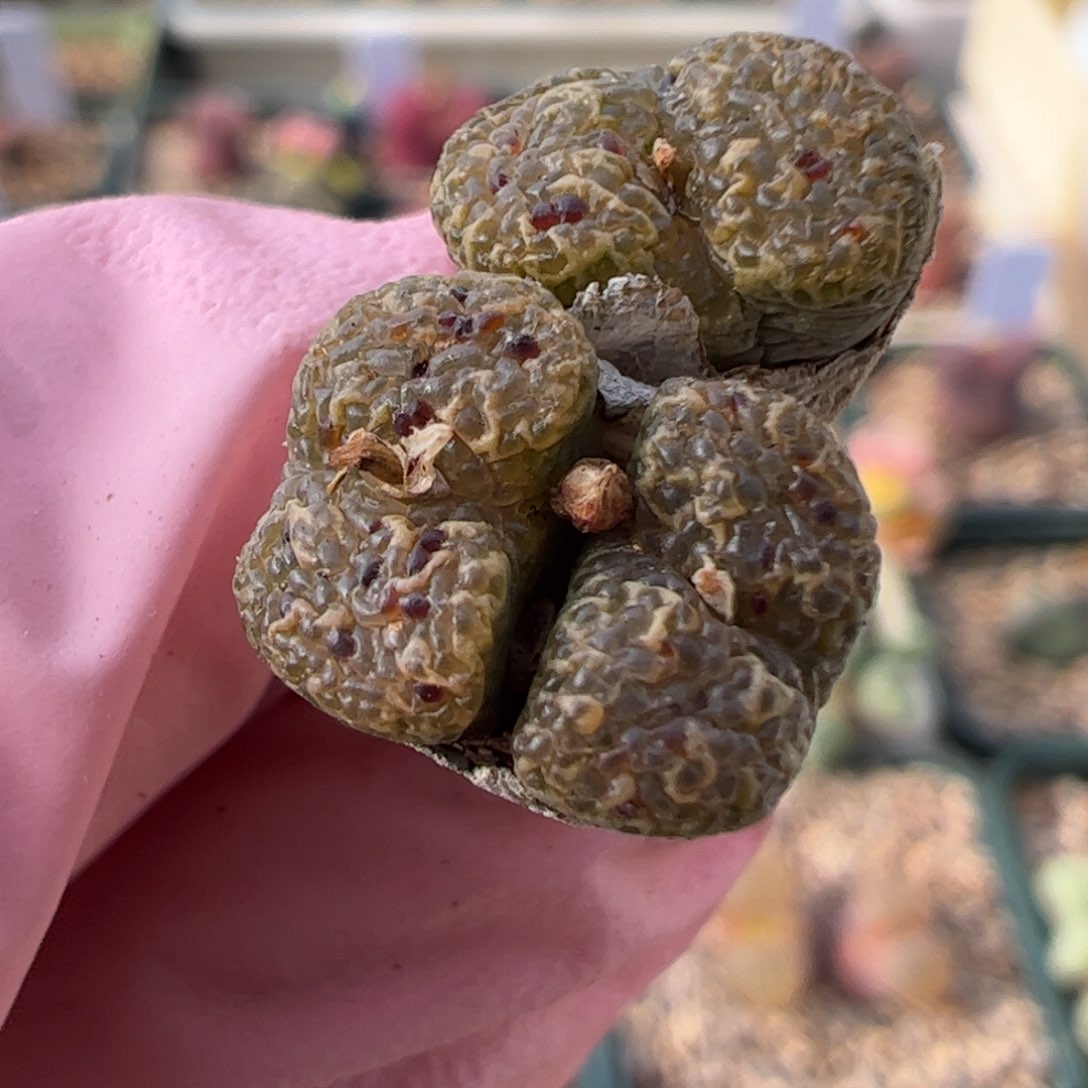 870 好看的多肉冲冲冲