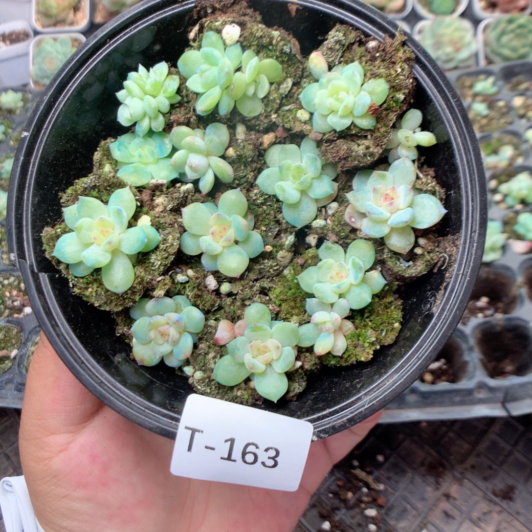 无花朵T163英语英语