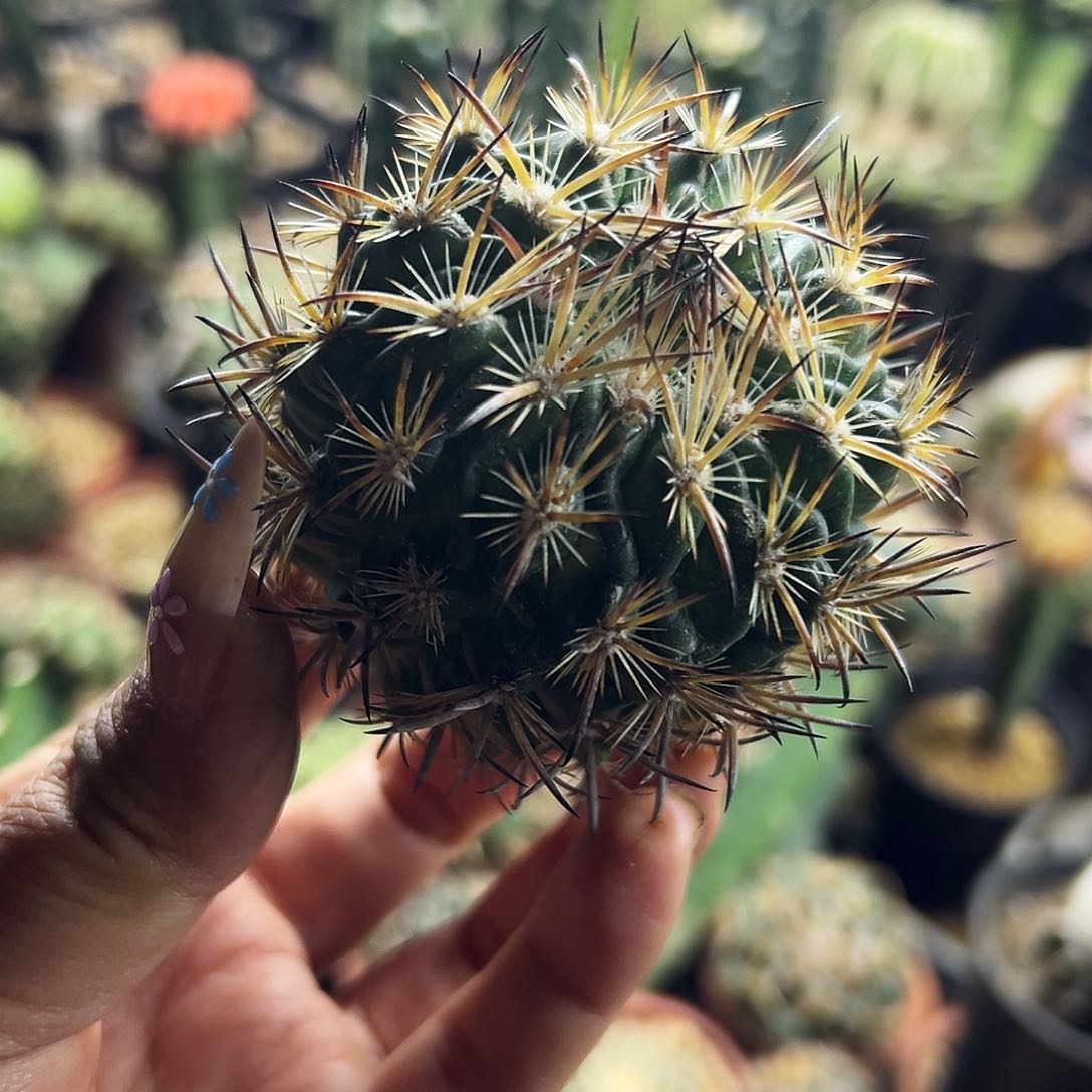 虎抓仙人球111111111111