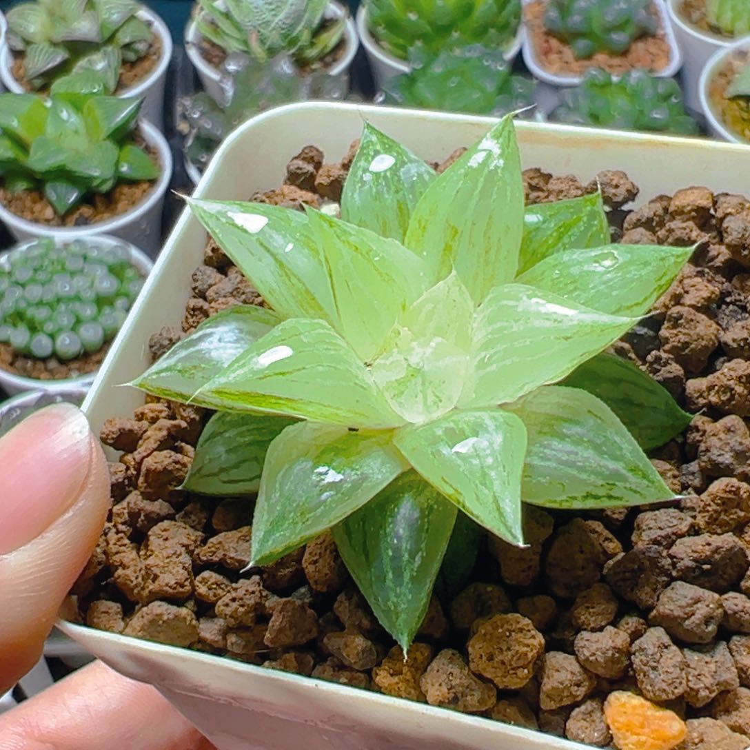 元祖白砂糖锦多肉