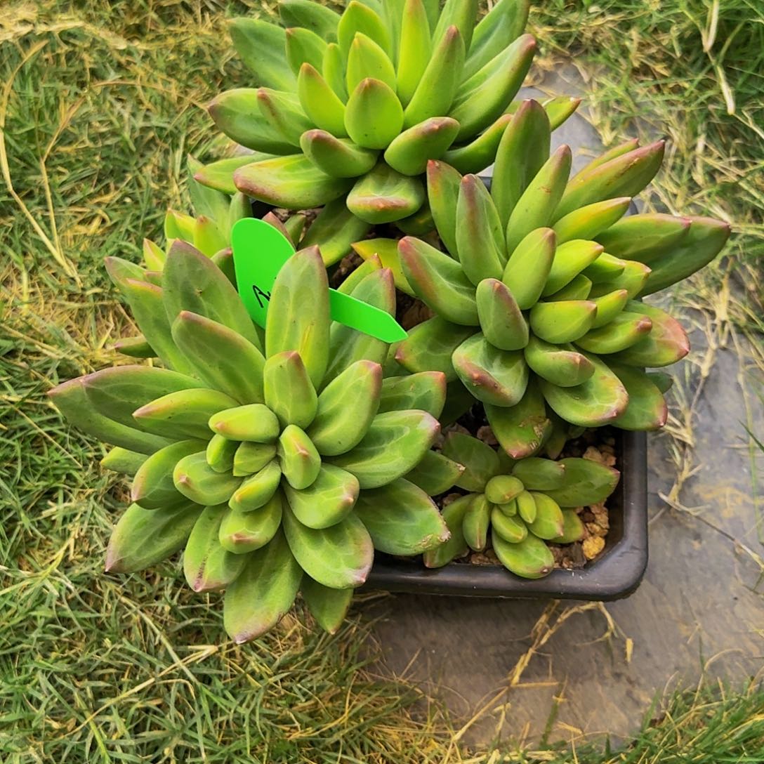 无***.无海洋之歌一颗发货