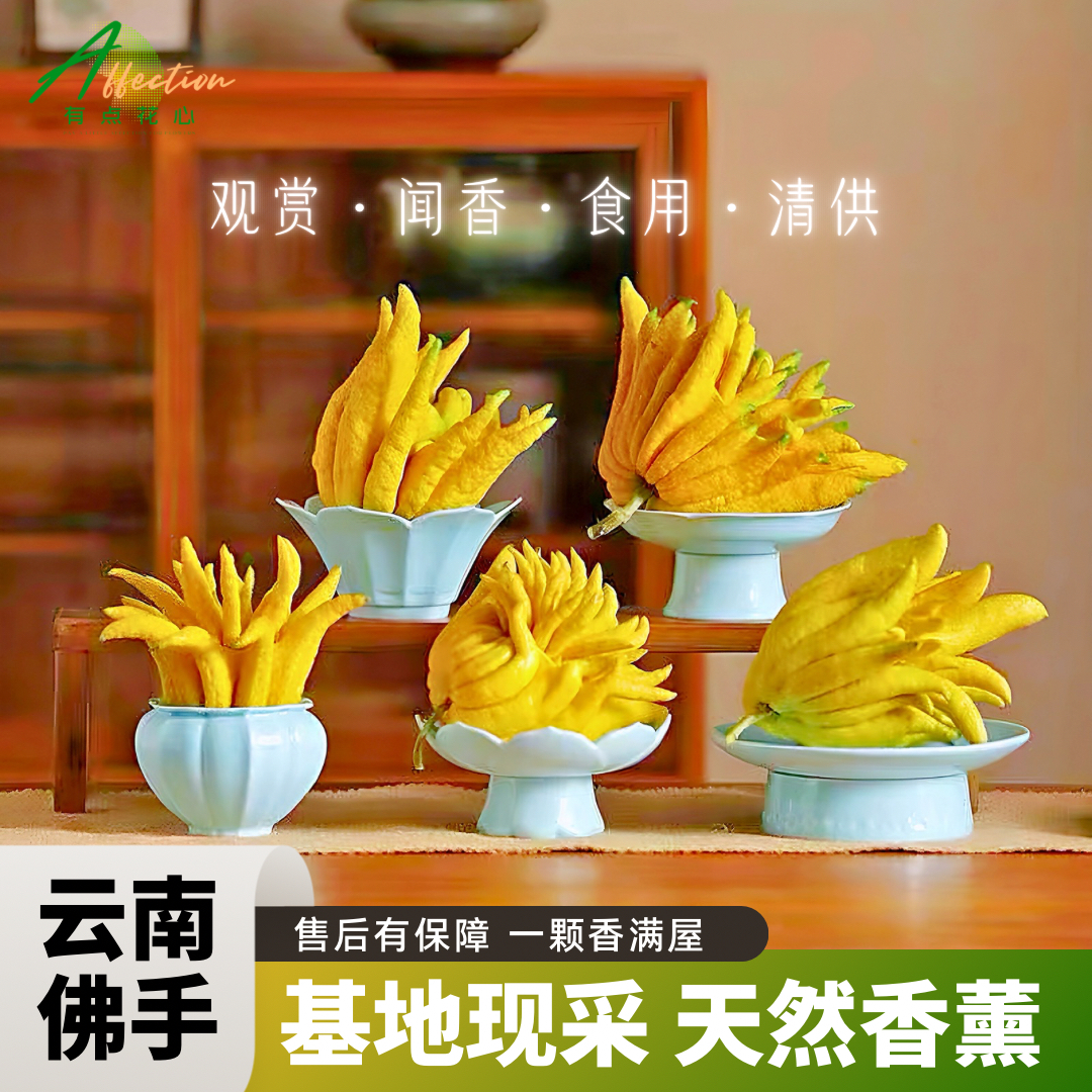 【云南高山佛手】佛手柑天然种植贡品闻香水培清供观赏不打农药