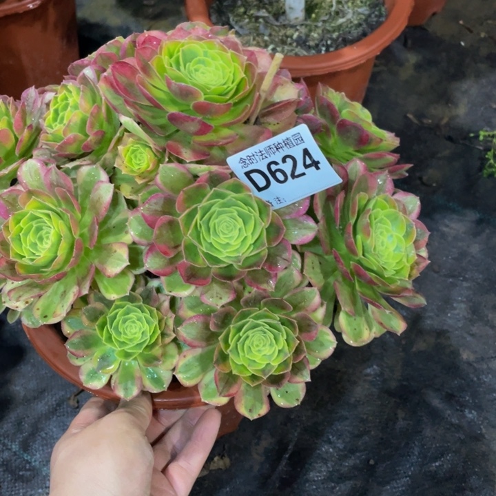 时****长624奶白11111多肉