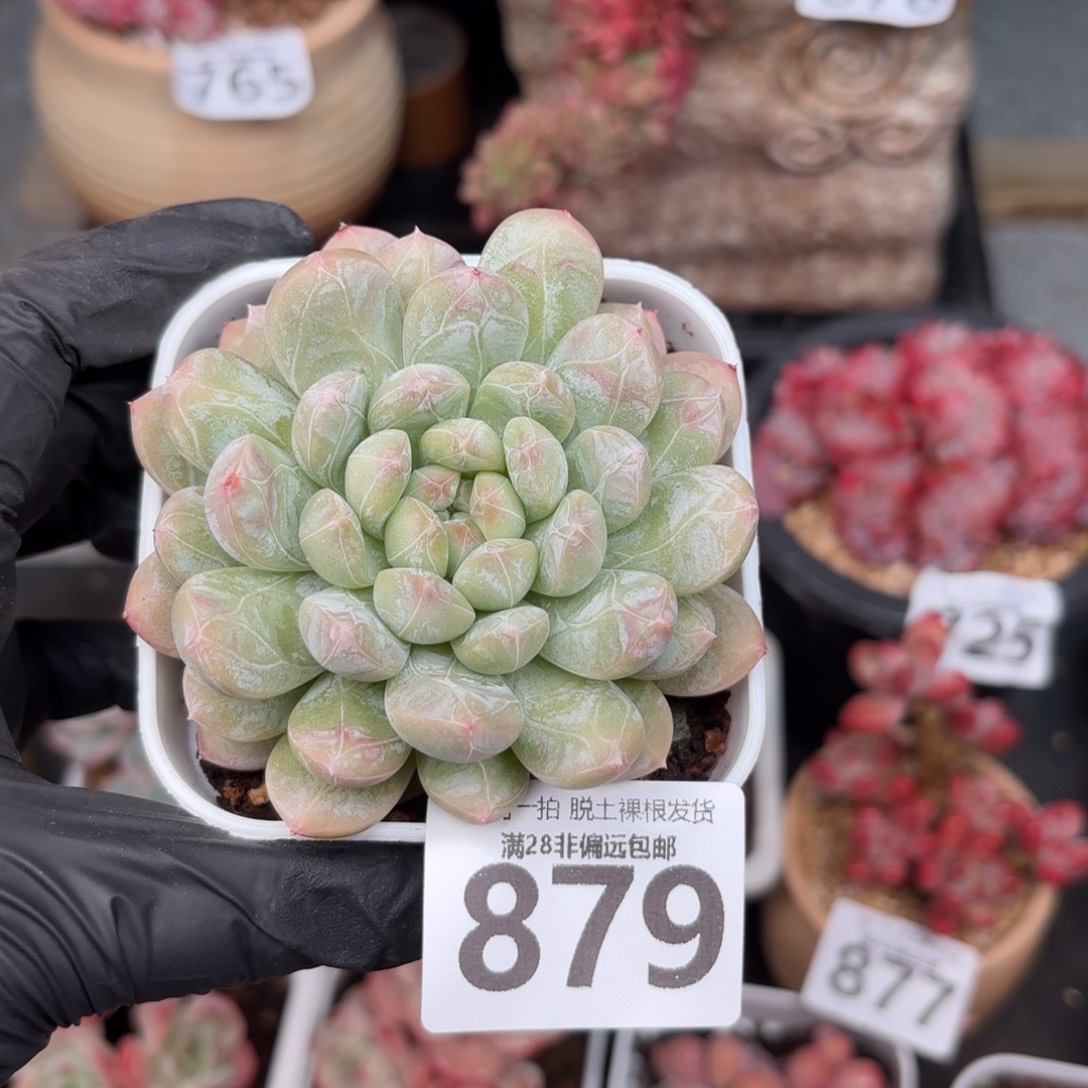 百达翡翠无盆土发货