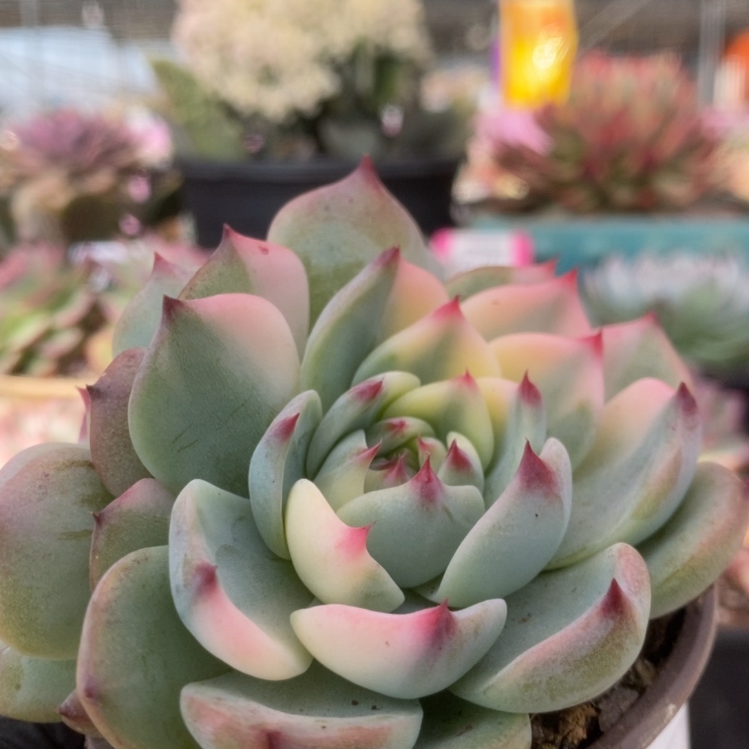 074锦锦锦锦锦锦锦锦